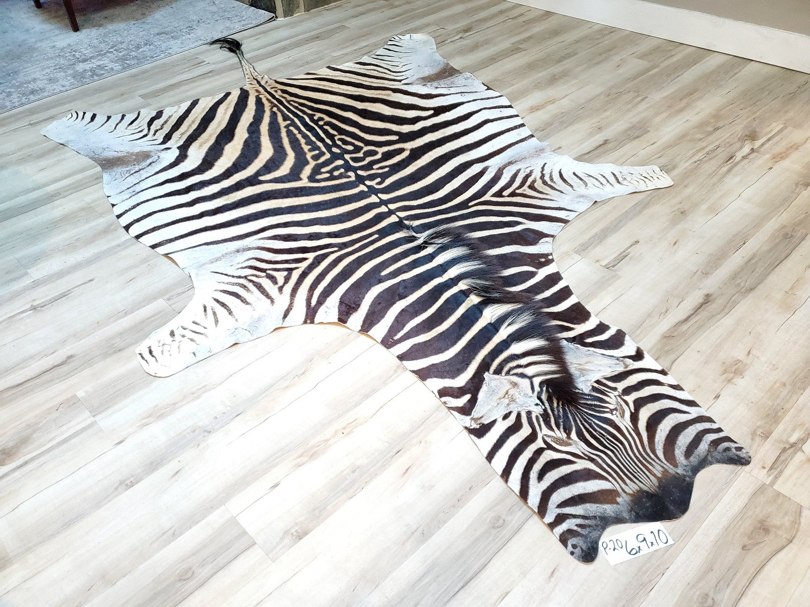 Premium Zebra Skin Rug P20 Trophy Room Collection