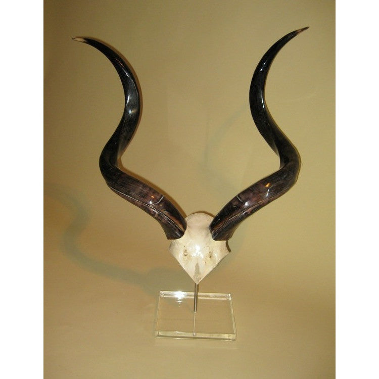 Kudu Skull Plate - Trophy Room Collection 