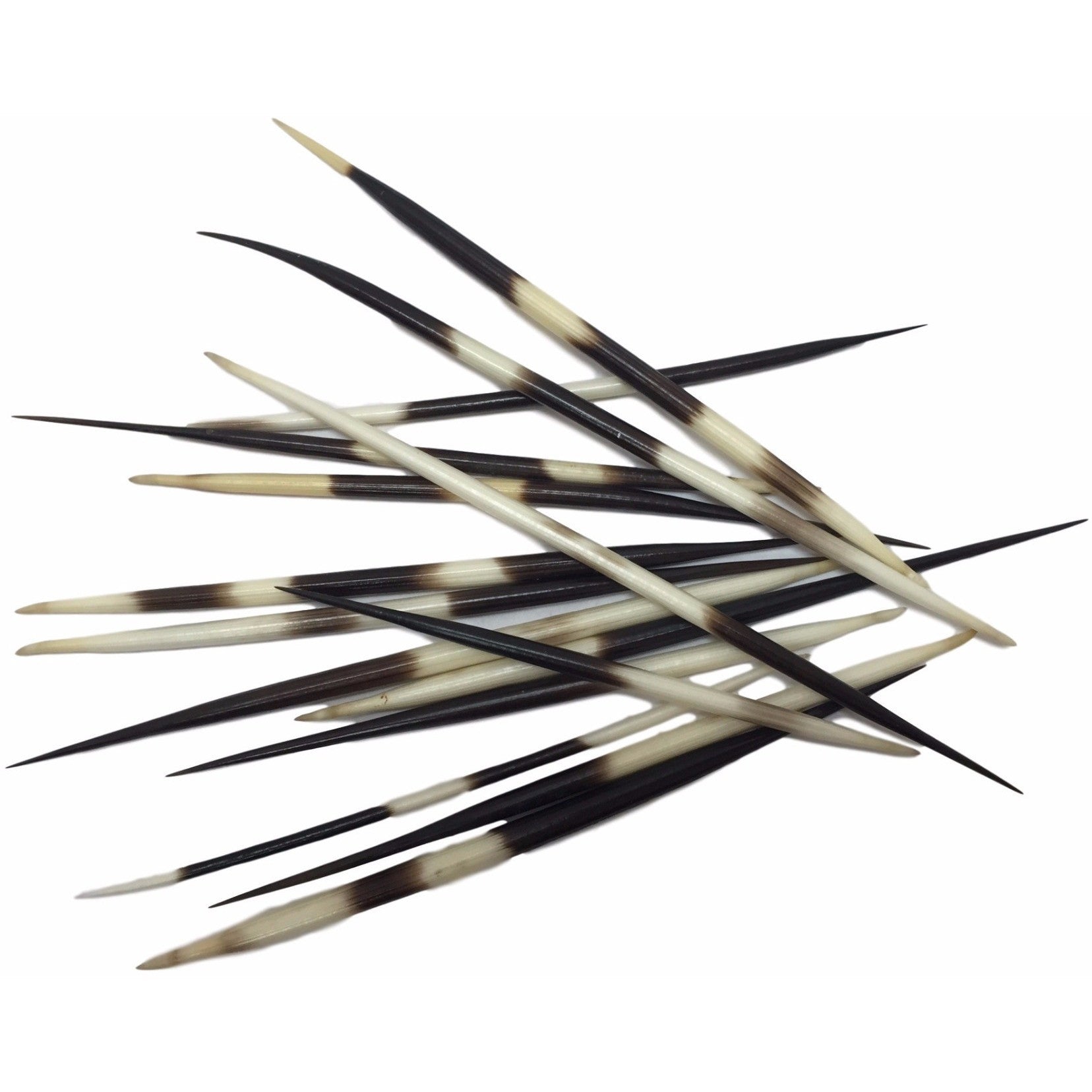 PORCUPINE Quills (12/PK) Trophy Room Collection