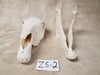 Zebra Skull: ZS-2