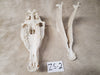 Zebra Skull: ZS-2