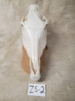 Zebra Skull: ZS-2