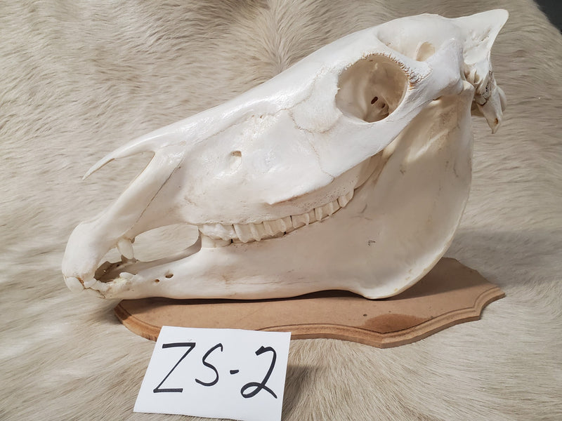 Zebra Skull: ZS-2