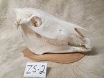 Zebra Skull: ZS-2