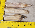 Hippo Ivory