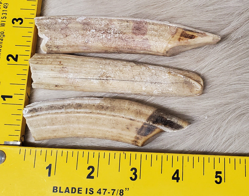 Hippo Ivory