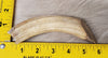 Hippo Ivory