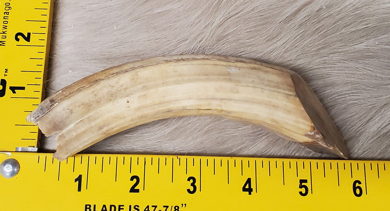 Hippo Ivory
