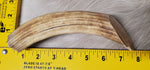 Hippo Ivory