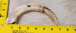 Hippo Ivory