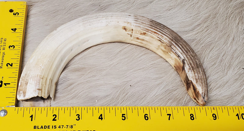 Hippo Ivory