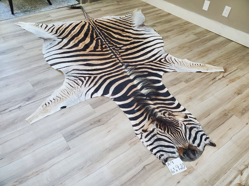 A Grade Zebra Skin Rug- A9