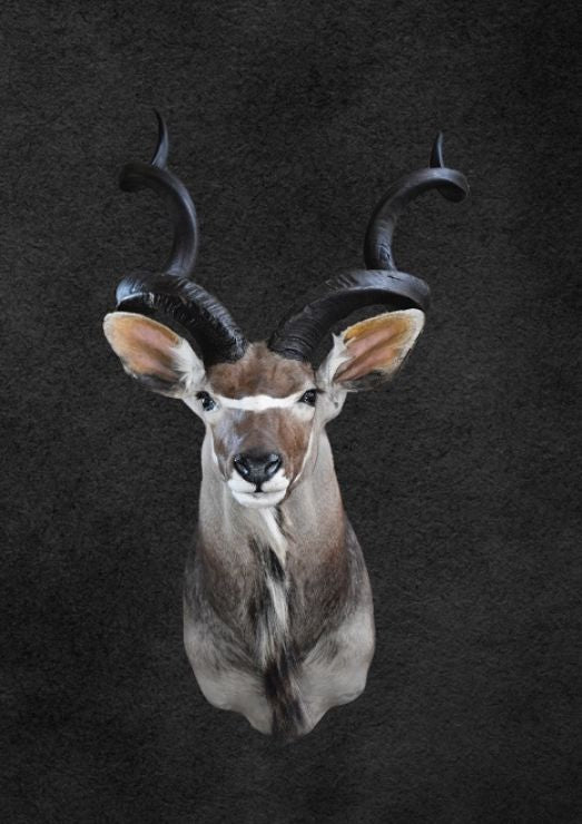 SHOULDER MOUNT - Kudu Trophy 3