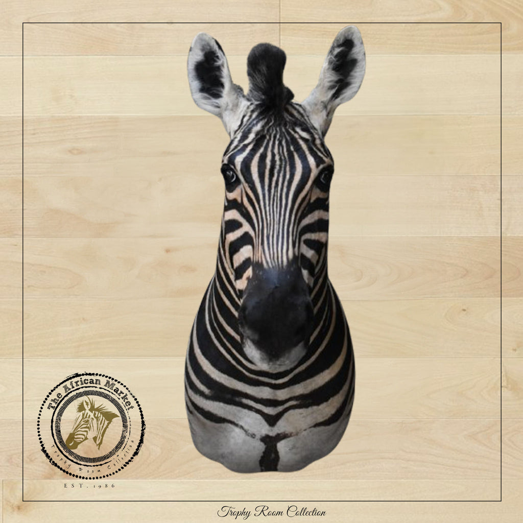 Zebra2withbackground_1024x.jpg