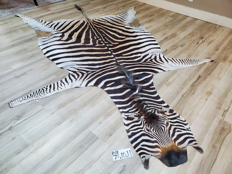 Zebra Head Skin Rug Premium Zebra Skin Rug- P18 – Trophy Room Collection