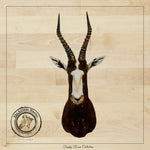 SHOULDER MOUNT - Blesbok Trophy - Trophy Room Collection 