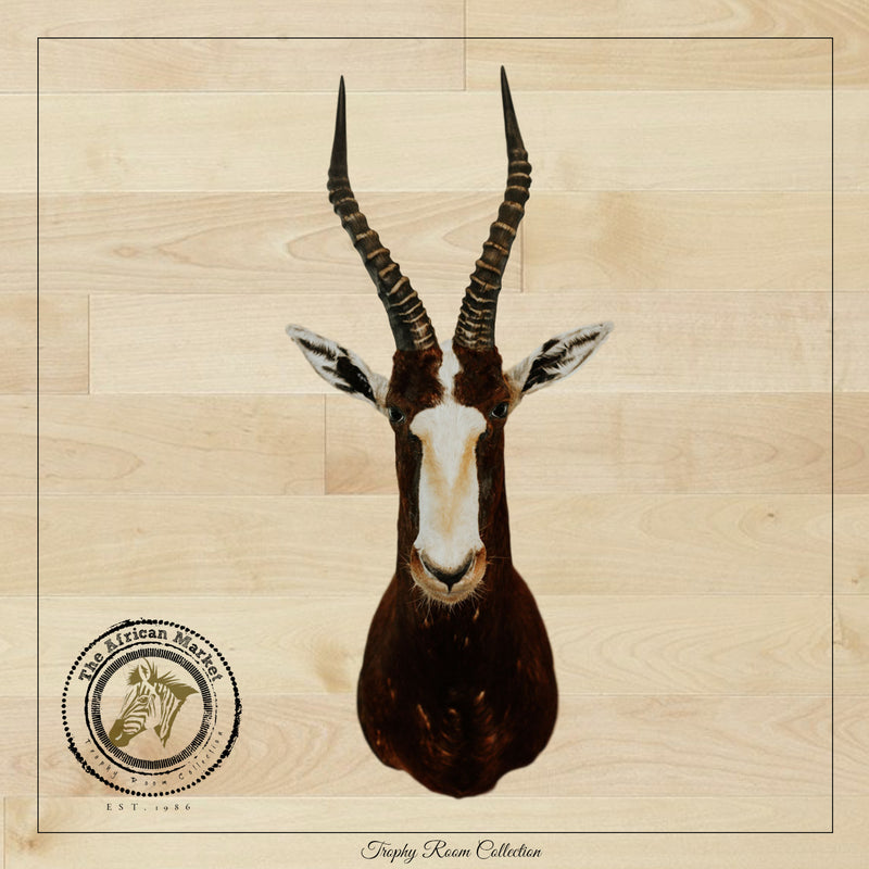 SHOULDER MOUNT - Blesbok Trophy - Trophy Room Collection 