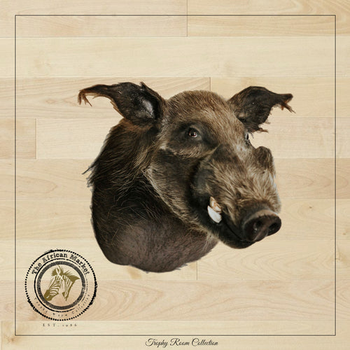 SHOULDER MOUNT - Bush Pig Trophy - Trophy Room Collection 