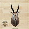 SHOULDER MOUNT - Eland Trophy - Trophy Room Collection 