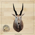 SHOULDER MOUNT - Eland Trophy - Trophy Room Collection 