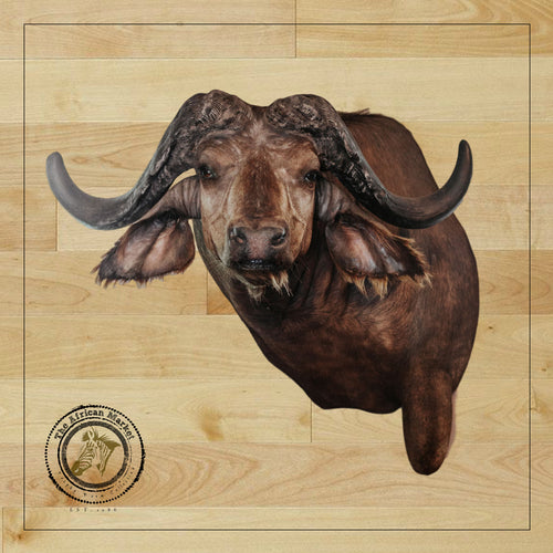 SHOULDER MOUNT - Cape Buffalo Trophy #1 - Trophy Room Collection 