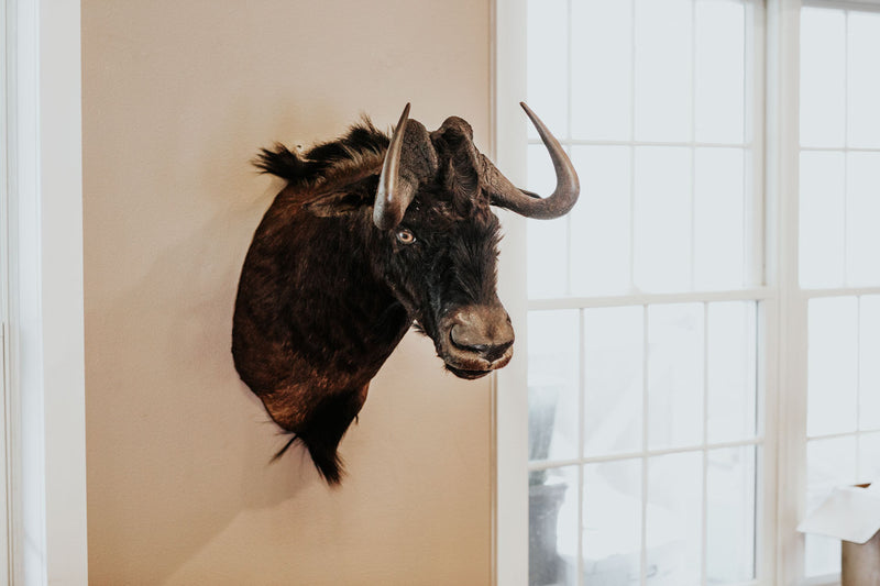 SHOULDER MOUNT - Black Wildebeest Shoulder Mount - Trophy Room Collection 