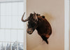 SHOULDER MOUNT - Black Wildebeest Shoulder Mount - Trophy Room Collection 