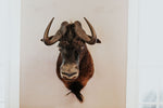 SHOULDER MOUNT - Black Wildebeest Shoulder Mount - Trophy Room Collection 