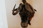 SHOULDER MOUNT - Black Wildebeest Shoulder Mount - Trophy Room Collection 