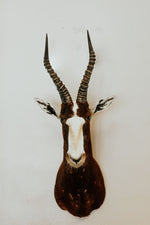 SHOULDER MOUNT - Blesbok Trophy - Trophy Room Collection 