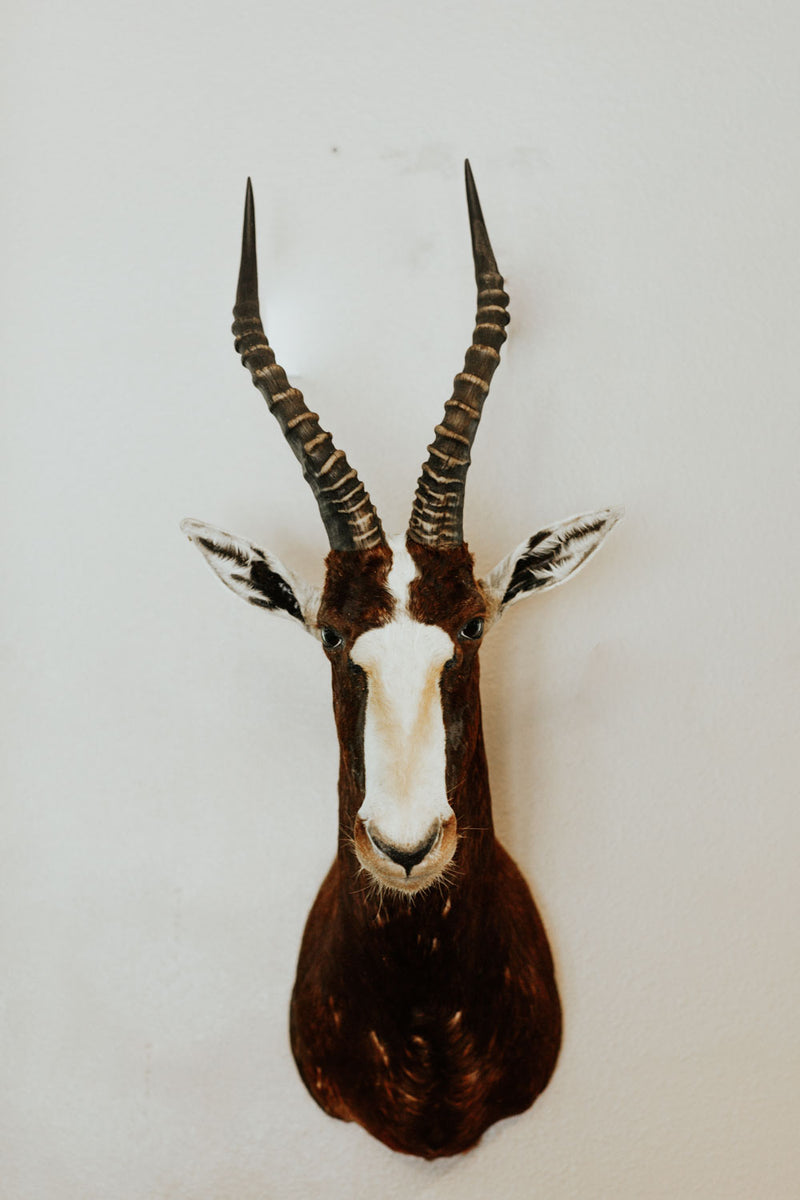 SHOULDER MOUNT - Blesbok Trophy - Trophy Room Collection 