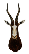 SHOULDER MOUNT - Blesbok Trophy - Trophy Room Collection 