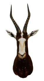 SHOULDER MOUNT - Blesbok Trophy - Trophy Room Collection 