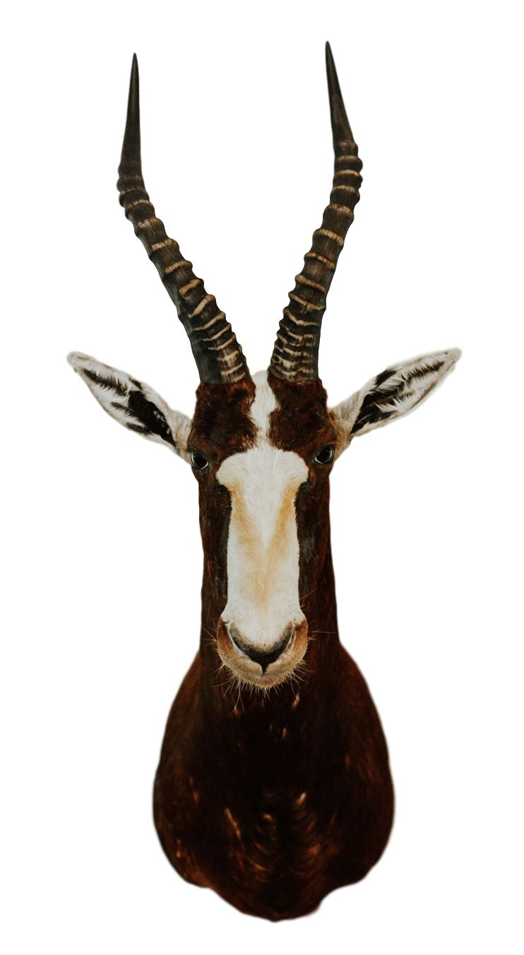 SHOULDER MOUNT - Blesbok Trophy - Trophy Room Collection 