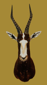 SHOULDER MOUNT - Blesbok Trophy - Trophy Room Collection 