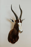 SHOULDER MOUNT - Blesbok Trophy - Trophy Room Collection 