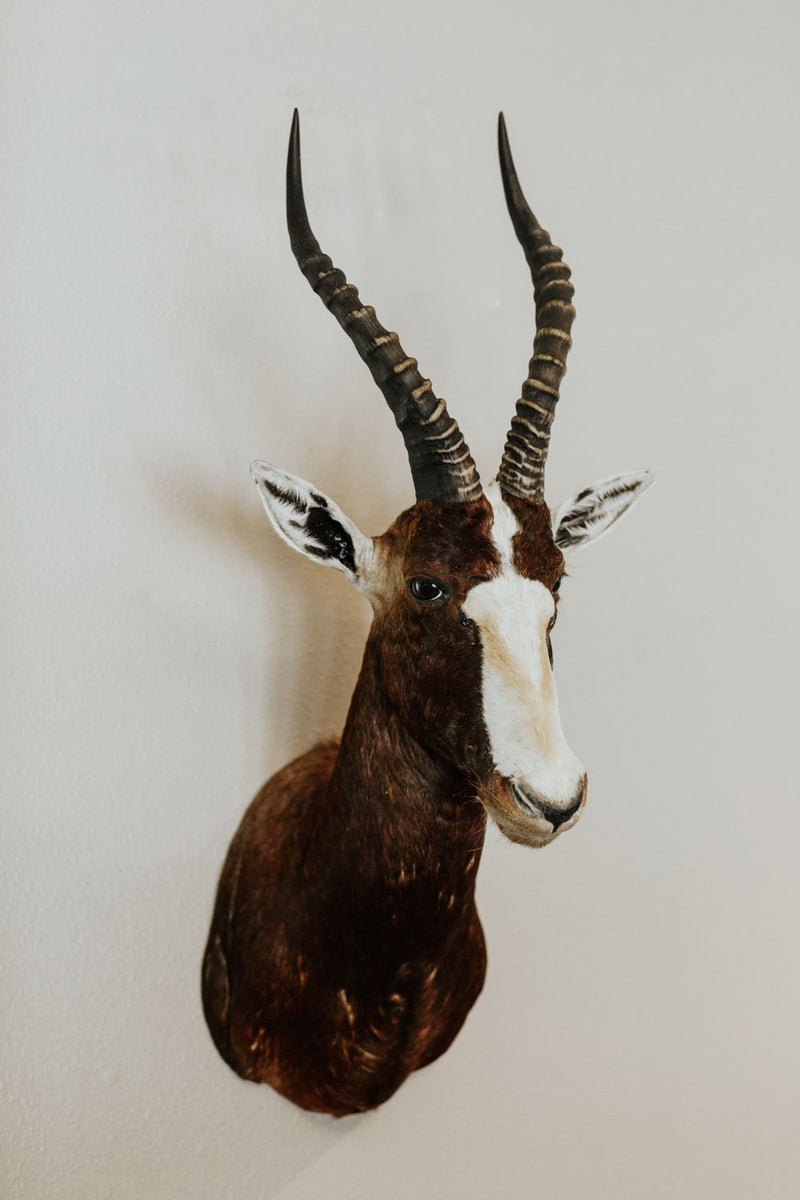 SHOULDER MOUNT - Blesbok Trophy - Trophy Room Collection 