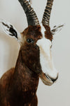 SHOULDER MOUNT - Blesbok Trophy - Trophy Room Collection 