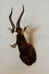 SHOULDER MOUNT - Blesbok Trophy - Trophy Room Collection 
