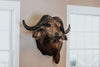 SHOULDER MOUNT - Cape Buffalo Trophy #1 - Trophy Room Collection 