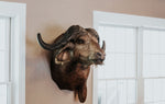 SHOULDER MOUNT - Cape Buffalo Trophy #1 - Trophy Room Collection 