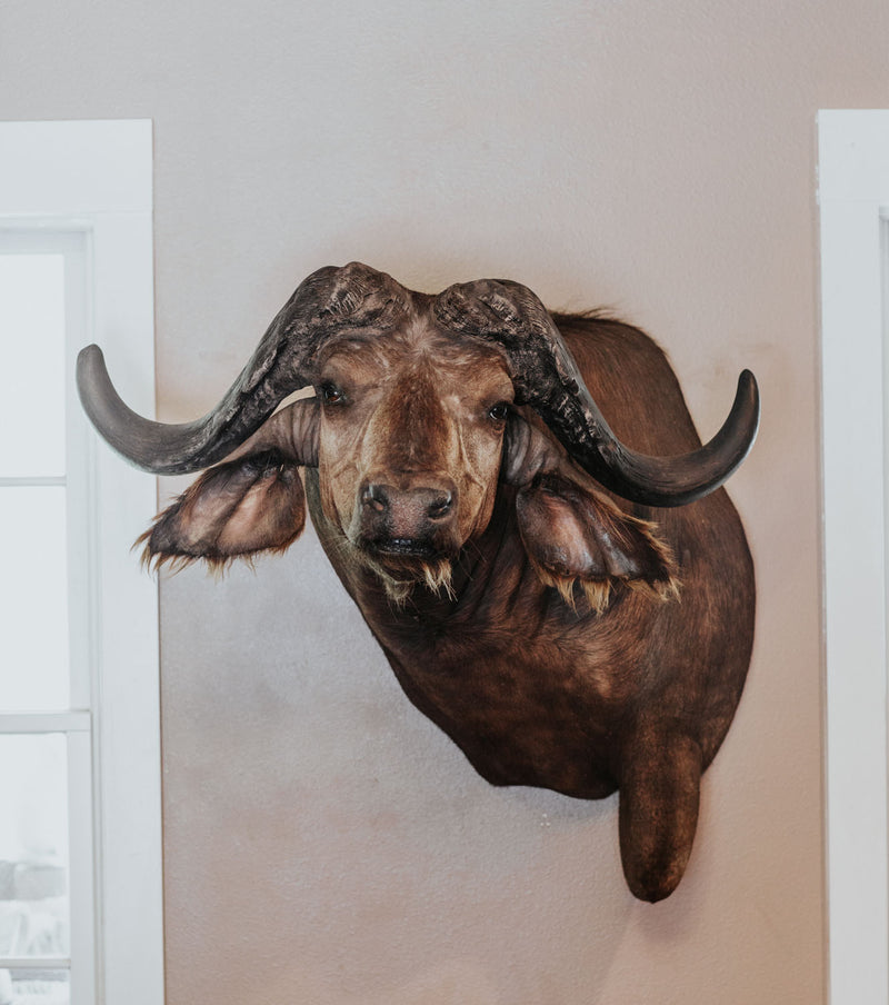 SHOULDER MOUNT - Cape Buffalo Trophy #1 - Trophy Room Collection 