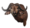 SHOULDER MOUNT - Cape Buffalo Trophy #1 - Trophy Room Collection 