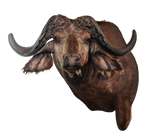 SHOULDER MOUNT - Cape Buffalo Trophy #1 - Trophy Room Collection 