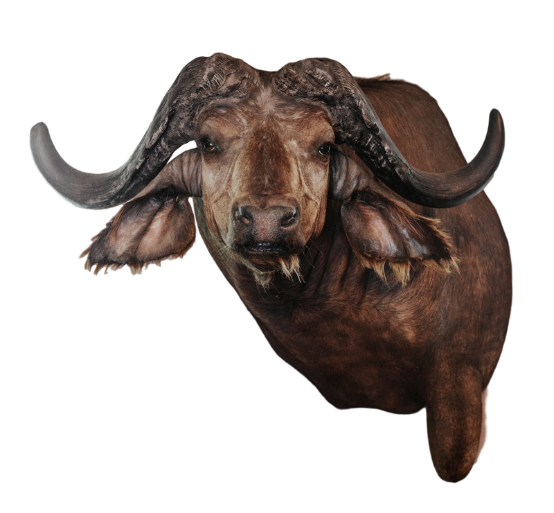 SHOULDER MOUNT - Cape Buffalo Trophy #1 - Trophy Room Collection 