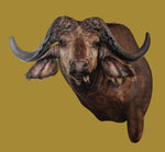 SHOULDER MOUNT - Cape Buffalo Trophy #1 - Trophy Room Collection 