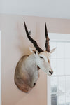 SHOULDER MOUNT - Eland Trophy - Trophy Room Collection 