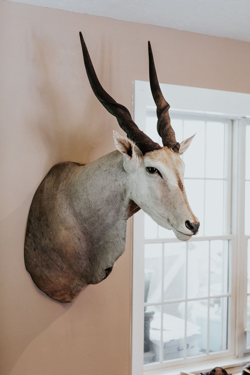 SHOULDER MOUNT - Eland Trophy - Trophy Room Collection 