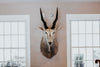 SHOULDER MOUNT - Eland Trophy - Trophy Room Collection 