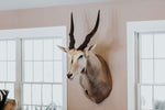 SHOULDER MOUNT - Eland Trophy - Trophy Room Collection 